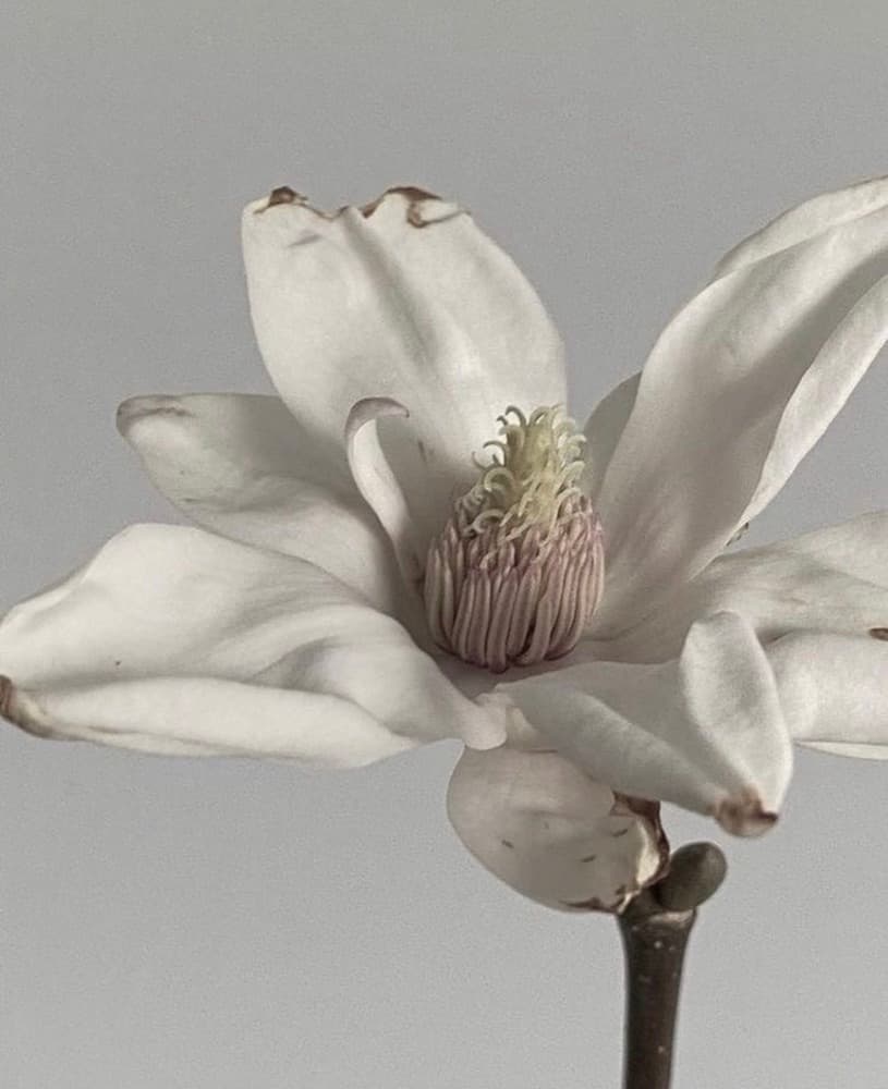 Still life, Salwa studio.